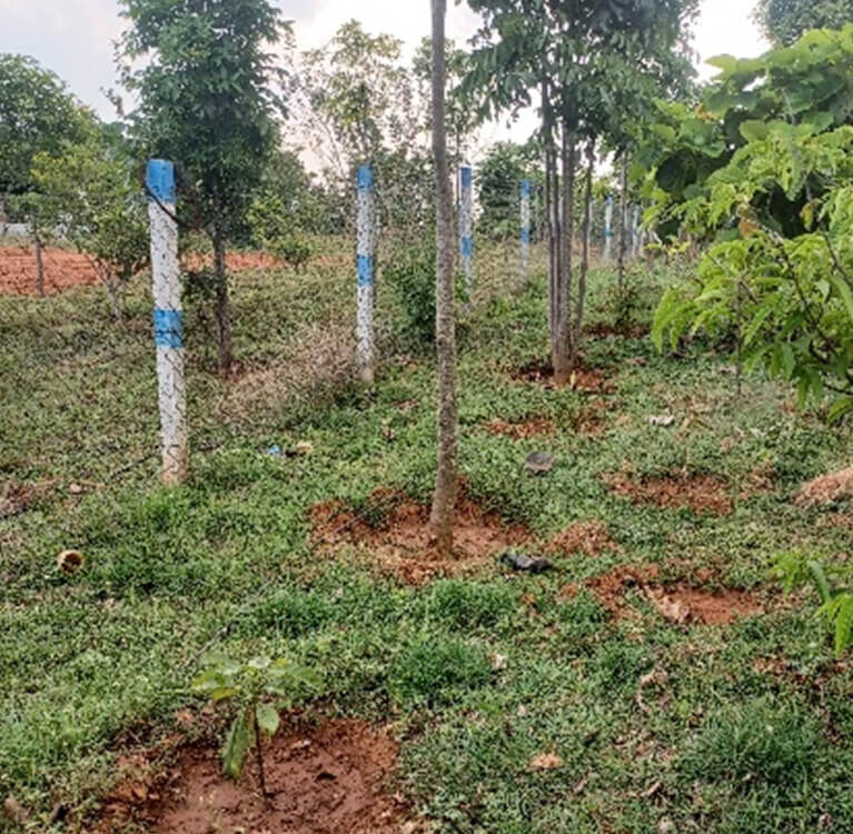 Farm Boundary Plantation Design