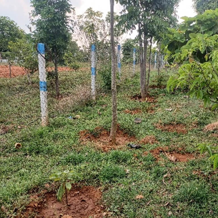 Farm Boundary Plantation Design