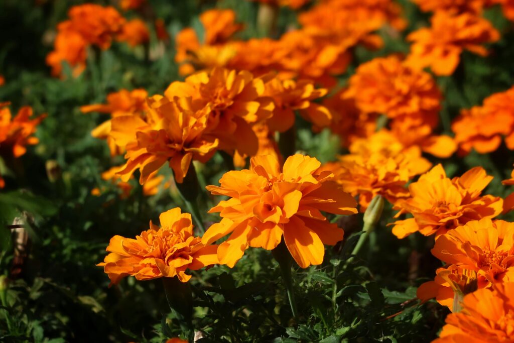 vibrant marigold