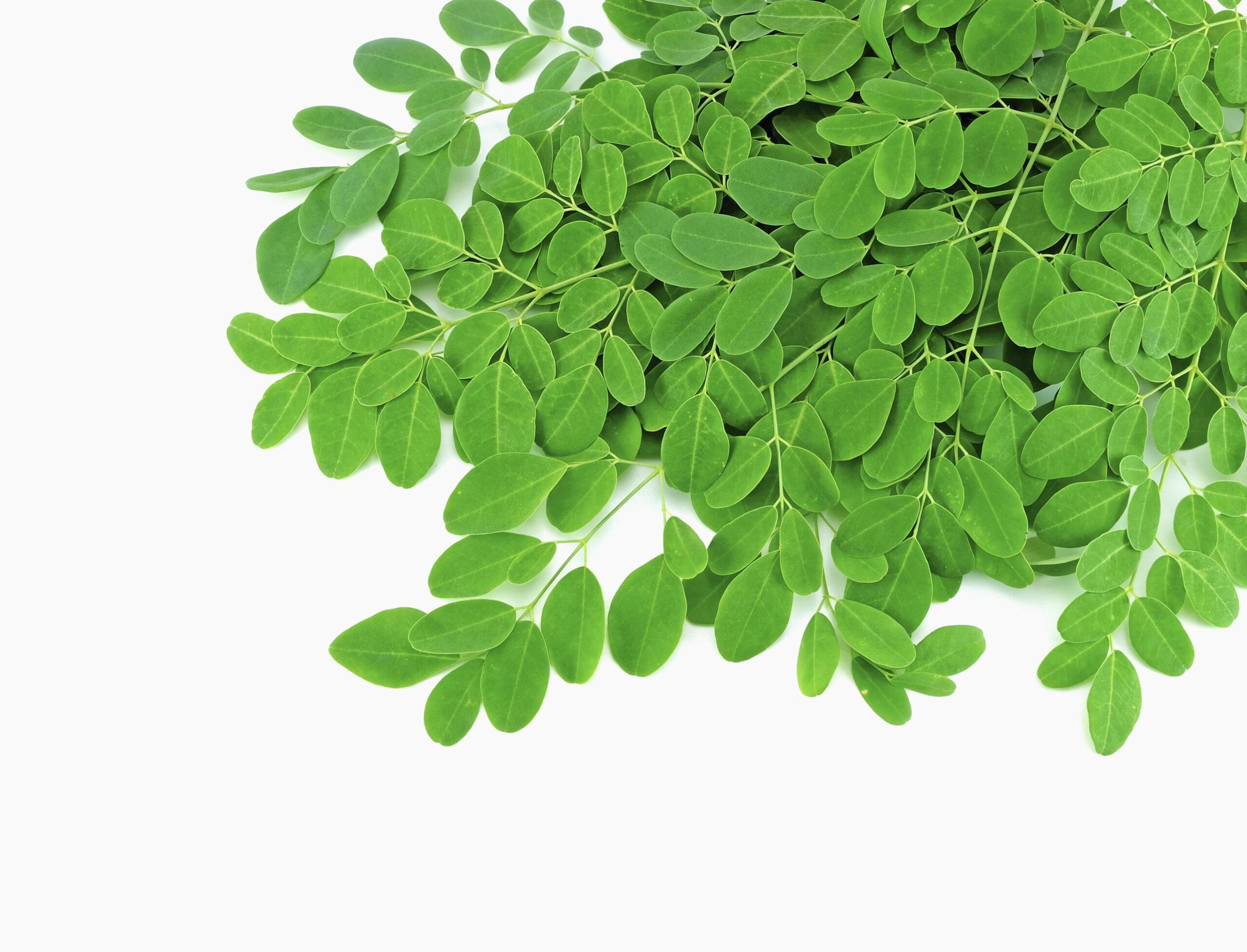 CocoWing Moringa Powder for Plants (100g) – Organic Plant Fertilizer with Turmeric